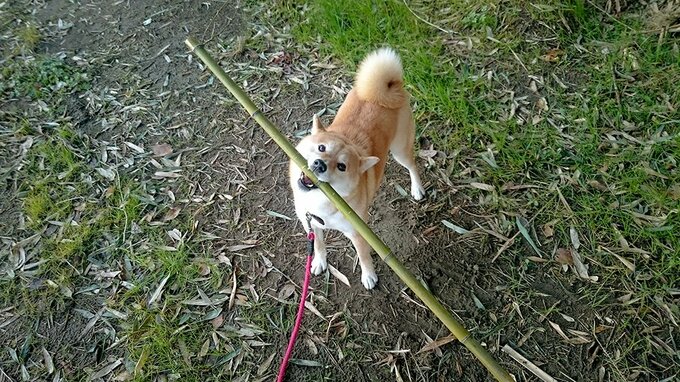 今日の朝は山道で木の棒で遊んで