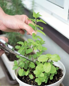 リラックスタイムは 夫婦で手づくりハーブティー