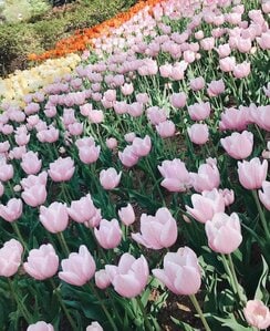 ピンクチューリップ