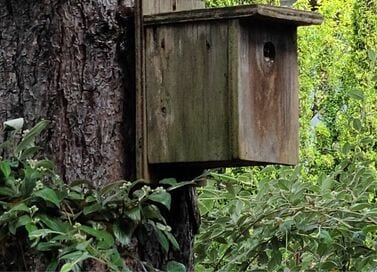 アメリカ・シアトルの意外と知らない「バードウォッチング」事情。小鳥は一向に来ずあきらめかけたが…