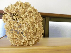 ドライフラワー