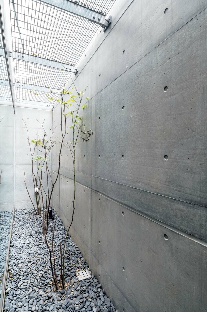 ドライエリアに植えたモミジ