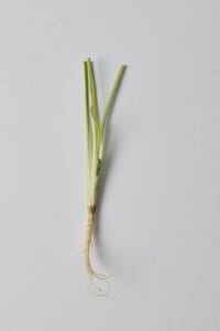 葉が出てきたら植え替え!