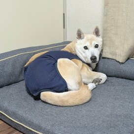 保護犬と暮らして約10年。シニア犬の「分離不安」の症状でなかなか決断できなかった…ある治療