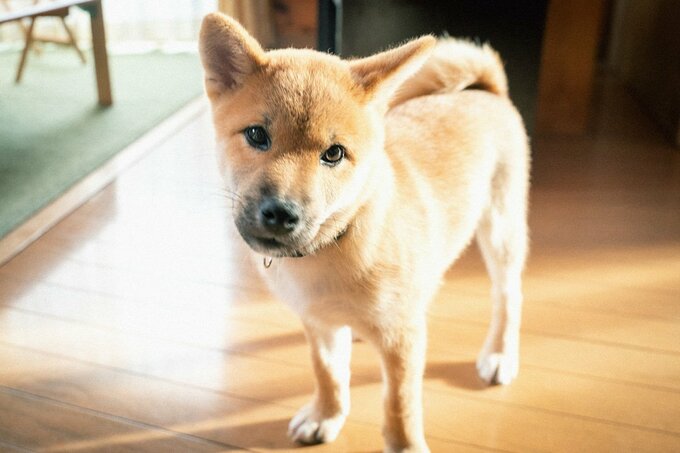 首をかしげる子犬