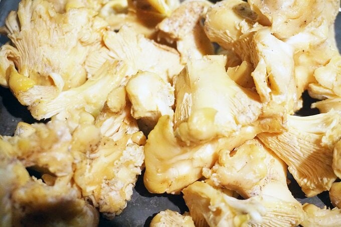 アメリカのキノコ