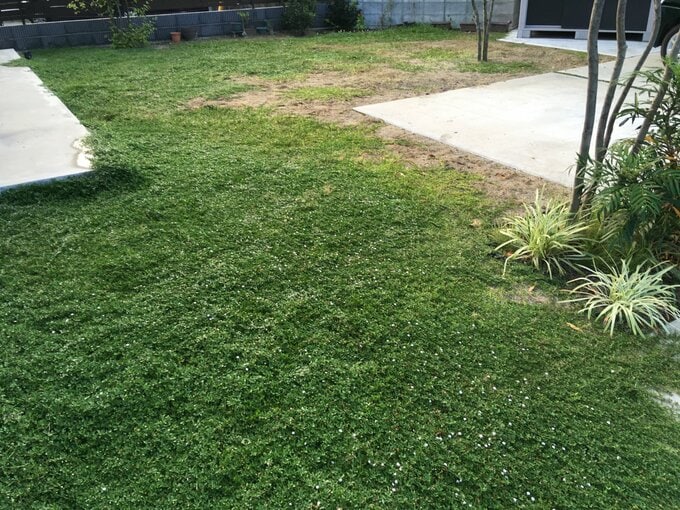 夏、緑でおおわれてきた庭