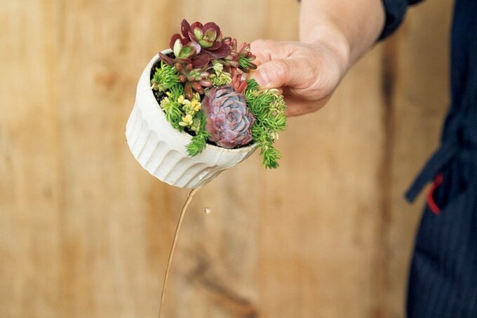 多肉植物の水きり