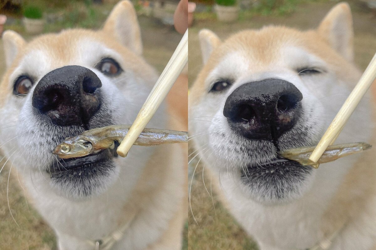 犬」という無二の家族。おせちを頬張る姿に成長を感じた | ESSEonline