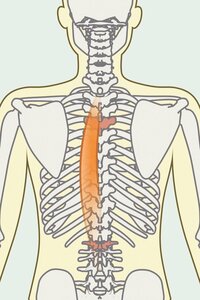 リンパの流れを改善する
