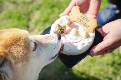 犬の8歳の誕生日。西日本でもっとも平和な光景だったかもしれない