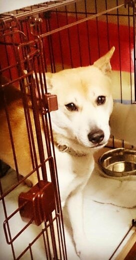 【保護犬マンガ】ガマンできない！おやつをねだる甘えんぼわんこの得意技