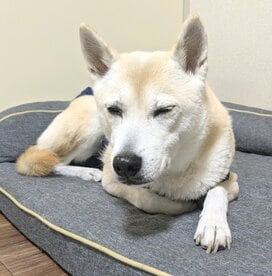 飼い犬が「シニア」になって変えたこと。トイレに失敗しても掃除しやすく工夫