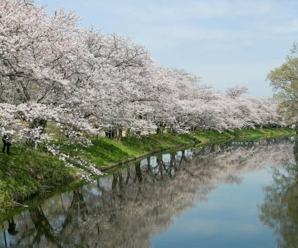 福岡堰さくら公園