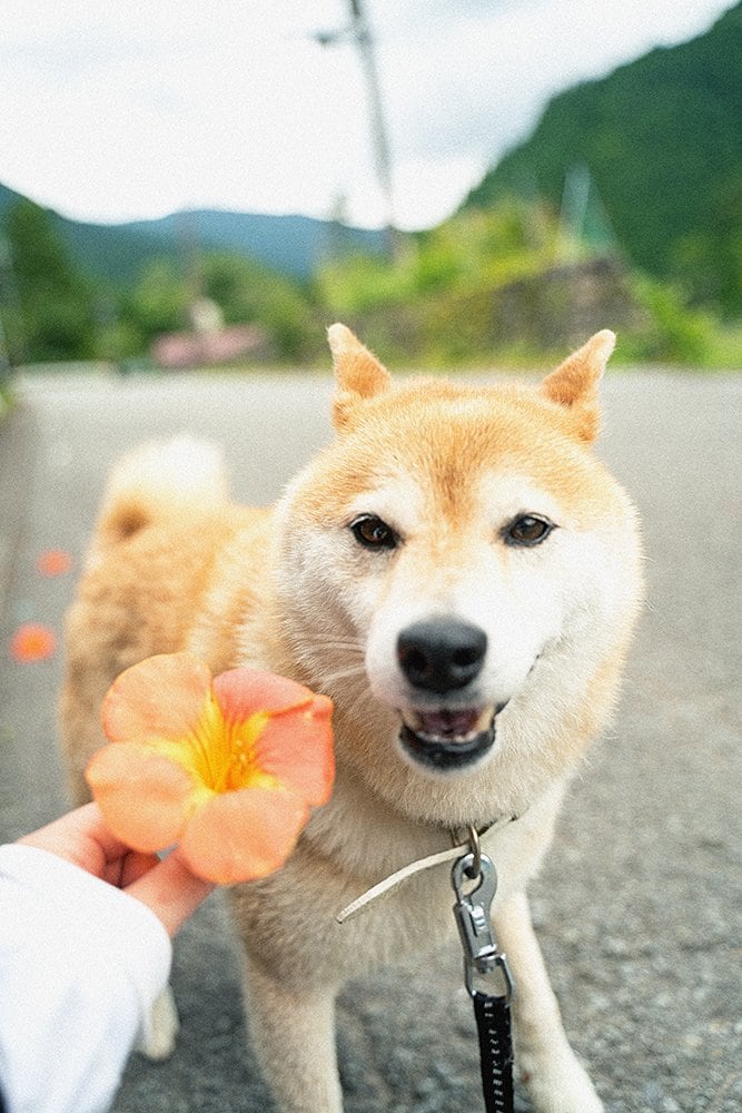 お花と犬