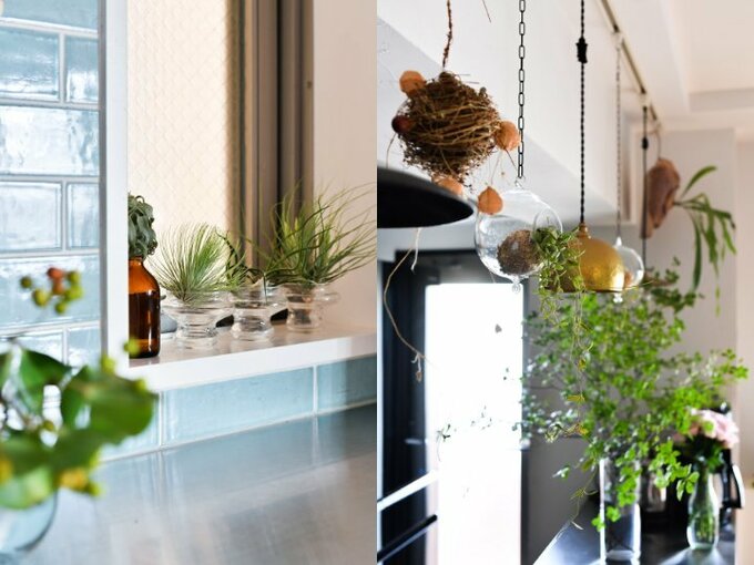 キッチんの植物