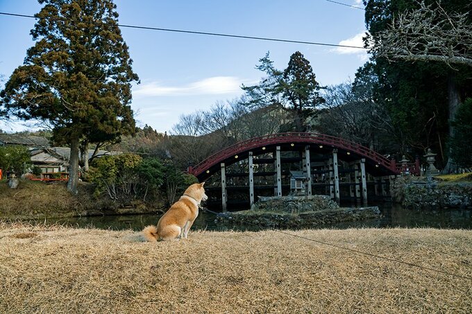 橋の前で座っている犬