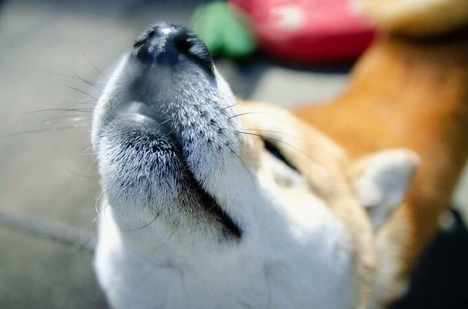 犬の鼻にフォーカスした写真