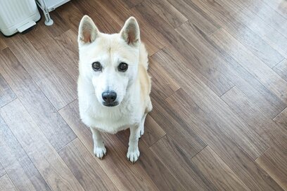 わんこのために部屋を片づけるようにしたら…思わぬうれしい変化が！