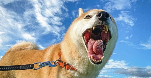 犬と過ごしてきた7年。私がここを離れられない理由＜inubot回覧板＞