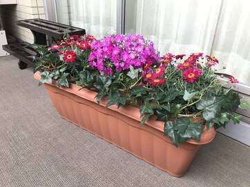 長続きするベランダ園芸のコツ。あえてフェイクを混ぜる！