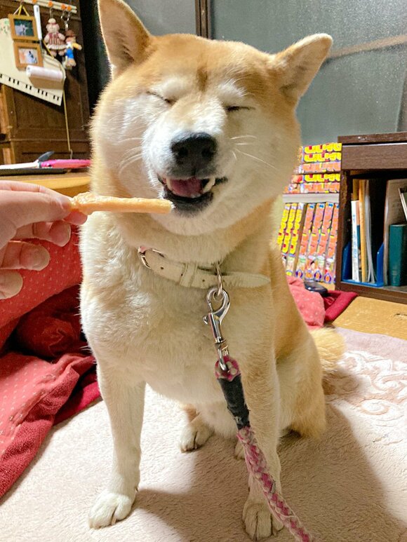 ジャーキーと犬