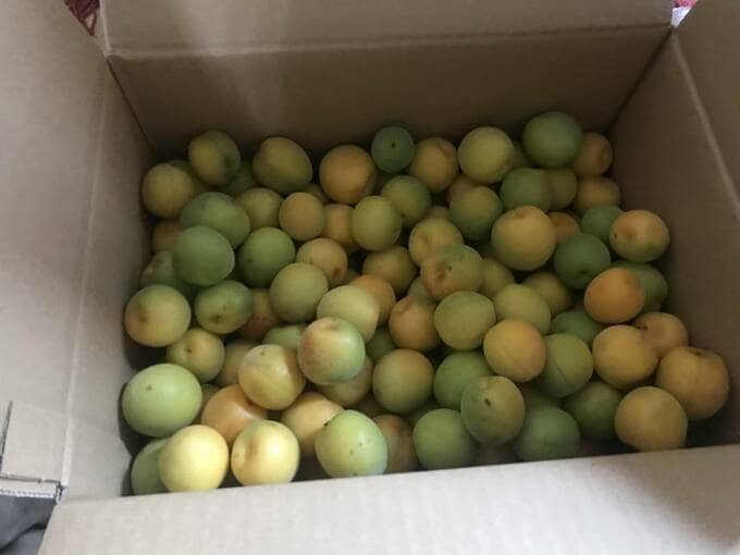 東京産の三種類の梅