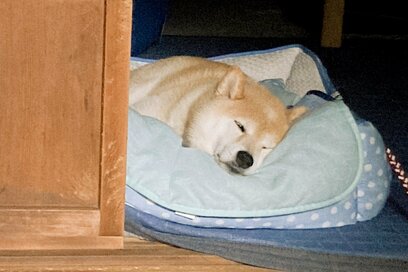 犬とお留守番した三日間。大きな成長と甘えん坊を感じて…