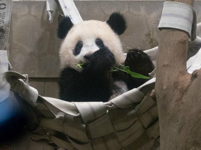 笹を持つパンダ