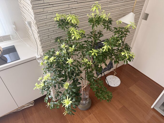 観葉植物その１