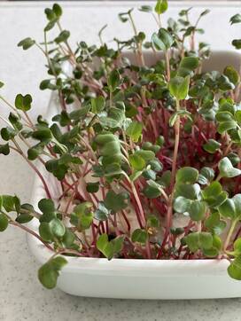 水と容器だけで簡単にできるスプラウト栽培。サラダやあえものに便利