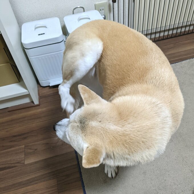 頭をかくふうちゃん