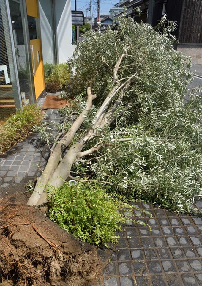 倒れたオリーブの木