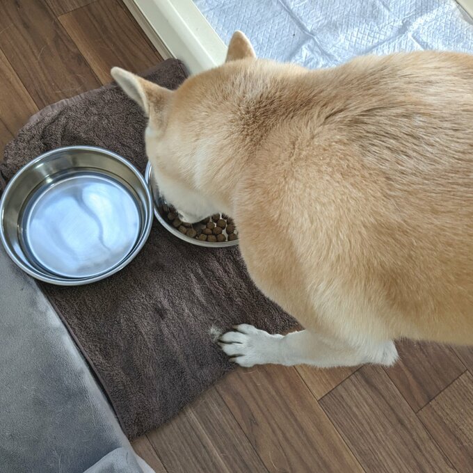 ごはんを食べるふうちゃん2