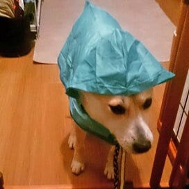 【保護犬マンガ】男の人は苦手なの…。塩対応のわんこに今日も片思い