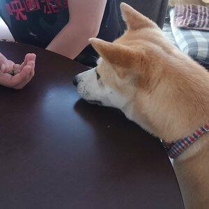 真剣な表情のふうちゃん