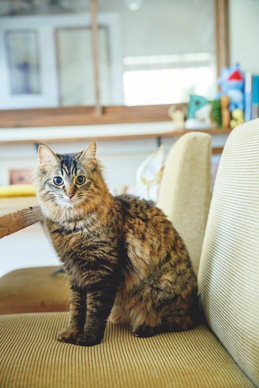 猫