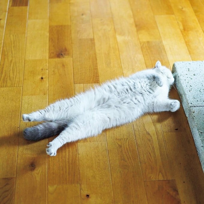 すすは薪ス トーブの炉台の大谷石のそばが大好き