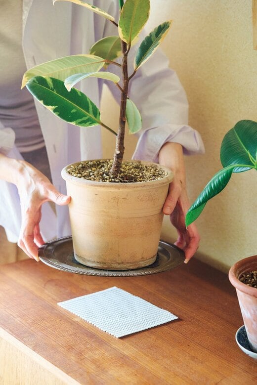 受け皿ごと持ち上げられた観葉植物と棚の天板に敷かれた滑り止めシート
