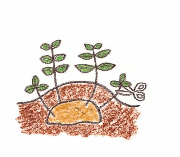 芽かき&追肥&増し土