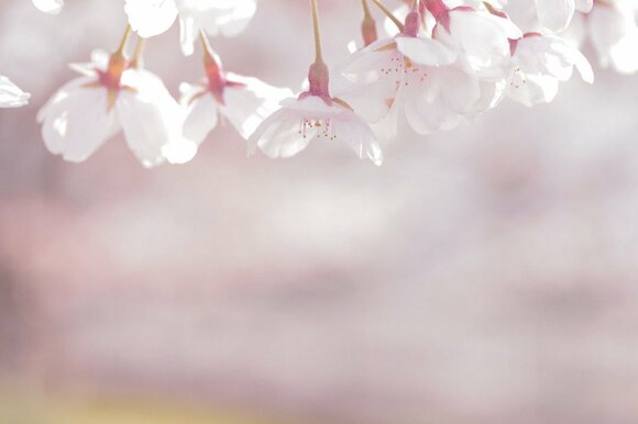 上の写真は、春の夕方に撮ったもの