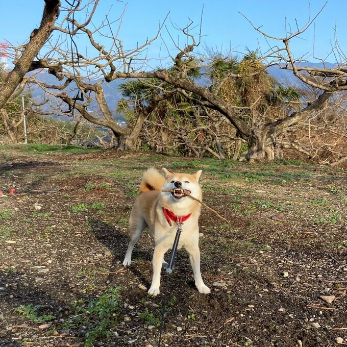 枝をくわえる犬