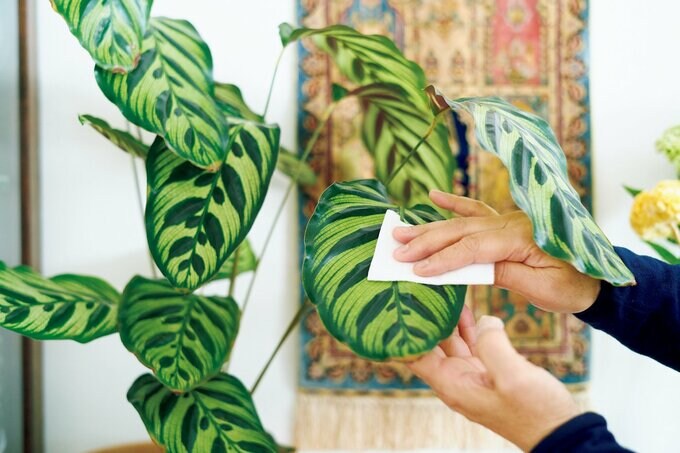 室内にある観葉植物の葉をふいている手