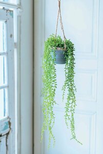 フェイクグリーン