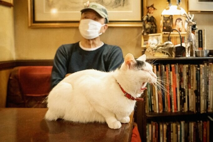 あくびをする猫