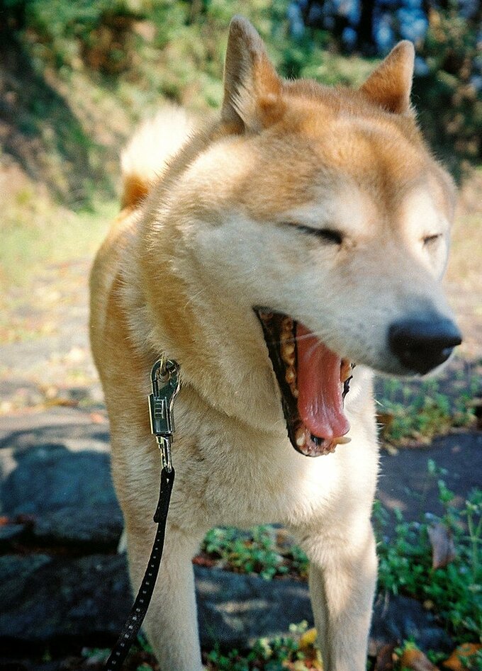 口を大きくあけた犬