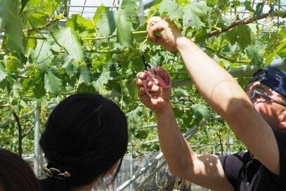 田植えやブドウの栽培をお手伝い！おいしい農作物の秘密を探りました