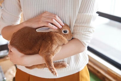 ウサギが自由に遊べる家、専用インナーバルコニーが付いた1LDKにリノベ