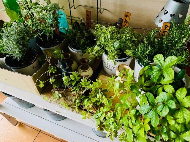 植物