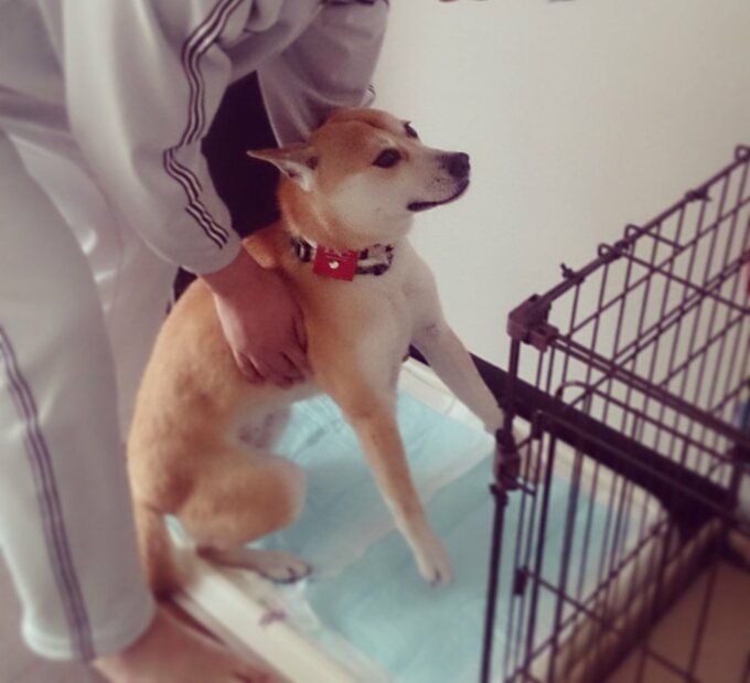 家に来たばかりで、夫に緊張していたふうちゃん